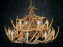 Whitetail 24 Antler Chandelier