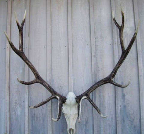 European Mounts