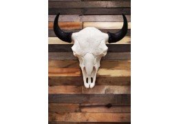 Cast Buffalo European Mount