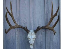 Cast Mule Deer European  Mount