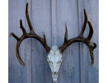 Cast Whitetail Deer European Mount