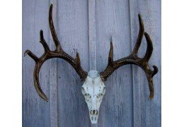 Cast Whitetail Deer European Mount