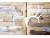 **Pure White** Cast Mule Deer European  Mount