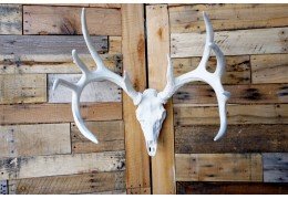 **Pure White** Cast Whitetail Deer European Mount