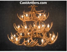 Whitetail 42 Cast Antler Chandelier