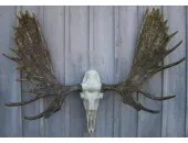 Cast Alaskan Moose European Mount