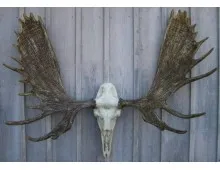 Cast Alaskan Moose European Mount