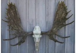 Cast Alaskan Moose European Mount