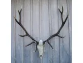 Cast Elk European Mount