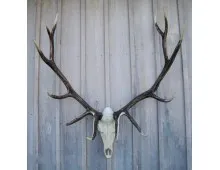 Cast Elk European Mount
