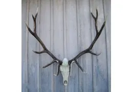 Cast Elk European Mount
