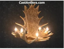 Moose 4 Cast Antler Chandelier