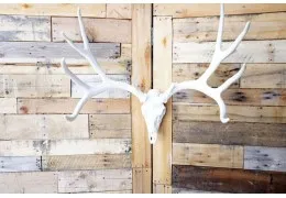 **Pure White** Cast Mule Deer European  Mount