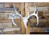 **Pure White** Cast Whitetail Deer European Mount