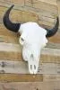 Cast Buffalo European Mount