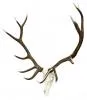 Cast Elk European Mount
