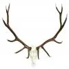 Cast Elk European Mount
