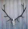 Cast Elk European Mount