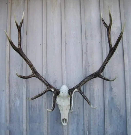 Cast Elk European Mount