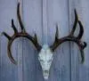 Cast Whitetail Deer European Mount