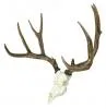 Cast Mule Deer European  Mount
