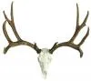 Cast Mule Deer European  Mount