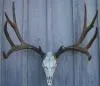 Cast Mule Deer European  Mount