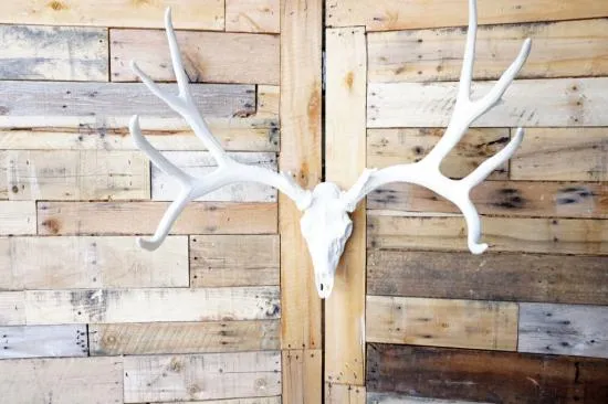 **Pure White** Cast Mule Deer European  Mount