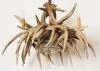 Whitetail 9 Large Antler Chandelier w/ Downlight