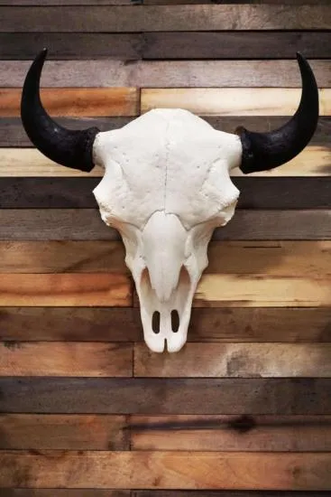 Cast Buffalo European Mount