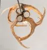 Mule Deer 3 Faux Antler Pendant light
