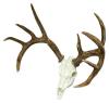Cast Whitetail Deer European Mount