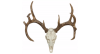 Cast Whitetail Deer European Mount