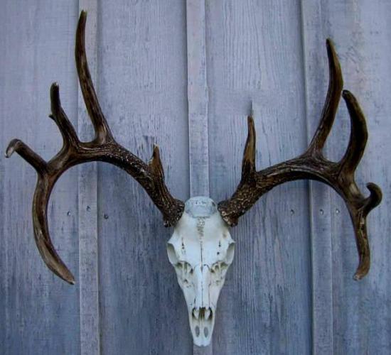 Cast Whitetail Deer European Mount