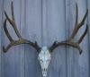 Cast Mule Deer European  Mount