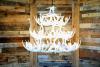**Pure White**  Whitetail 42 Cast Antler Chandelier
